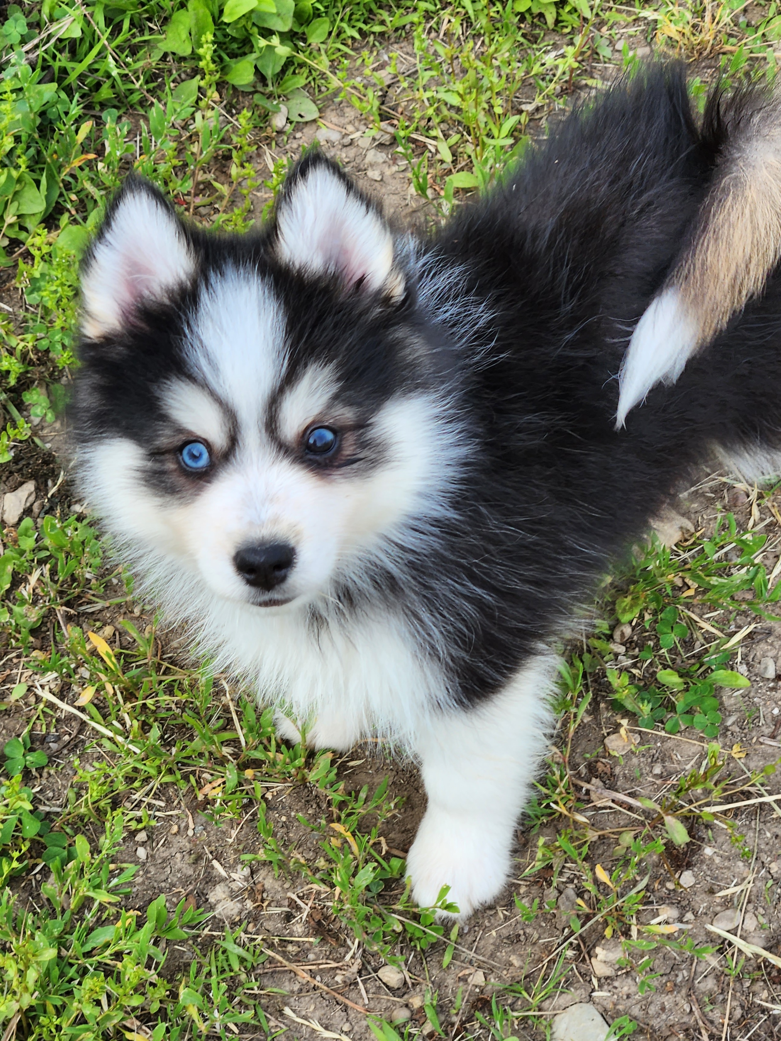 Bernedoodle, Cavapoo, and Pomsky Puppies from Hatz Off Puppies
