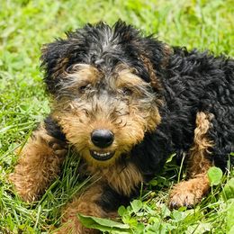 Bear - Welsh Terrier