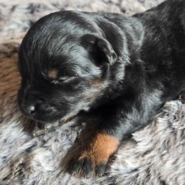 Spark Plug - Black tri male Miniature Australian Shepherd puppy in Paris, Texas from Blue Envy Mini Aussies