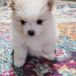 Honey - Cream parti female Pomeranian puppy in Decatur, Alabama from Ruby's Pomeranians
