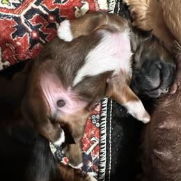Boy 3 - Brindle male Shih Tzu puppy in Richfield, North Carolina from Southern Sass Shih Tzu