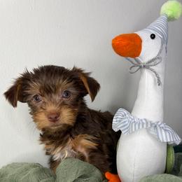 Brownie - Chocolate, tan and white male Yorkshire Terrier puppy in Illinois from Pretty Little Yorkies