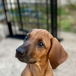Baby Blue - Rd whtn blk nose female Rhodesian Ridgeback puppy in Baytown, Texas from Tenaha Ridge Rhodesian Ridgebacks