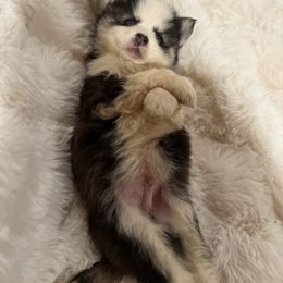 Boy 2 - Black and white male Pomsky puppy in Larue, Arkansas from The Looking Glass Kennel