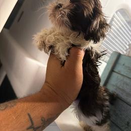 Lola - Liver and white female Shih Tzu puppy in Apple Valley, California from Garcia_shihtzu