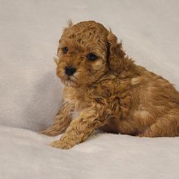 Poodle Puppies from Carolina Poodle Palace