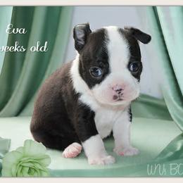 Girl 2-Eva - Black and white female Boston Terrier puppy in North Central, Vermont from Windy Valley’s Bostons