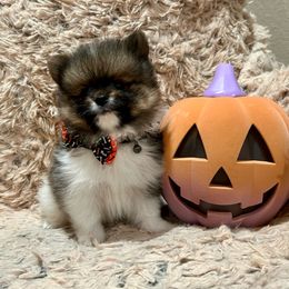 Boy 1 - Pomeranian puppy from COCO'S POMS AND FRENCHIES