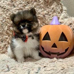 Boy 1 - Pomeranian puppy from COCO'S POMS AND FRENCHIES