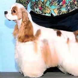 Cocker Spaniels from Tumbleweed