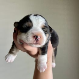 Pembroke Welsh Corgi and Toy Australian Shepherd Puppies from Double Bar H Corgis & Aussies