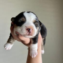 Pembroke Welsh Corgi and Toy Australian Shepherd Puppies from Double Bar H Corgis & Aussies
