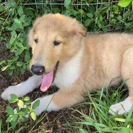 Kelly - Sable merle female Collie puppy in Yulee, Florida from Three Collie Farm