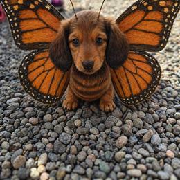 Roxanne - Chocolate and tan female Dachshund puppy in Eureka, California from Wigglebutts Mini Dachshunds