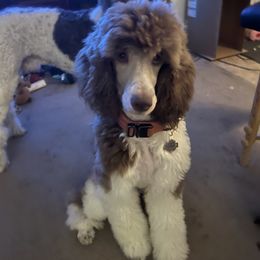 Harley - Poodle