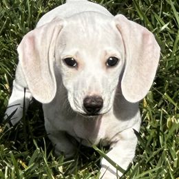 Dachshund Puppies from Empire's Dachshunds