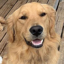 Golden Retrievers from Faul Oaks Farm Golden Retrievers