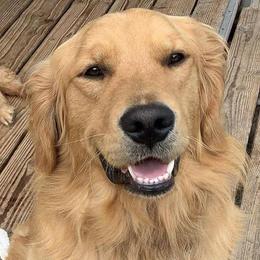 Golden Retrievers from Faul Oaks Farm Golden Retrievers