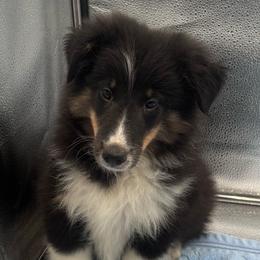 Boy 3 - Black white and tan male Shetland Sheepdog puppy in Pensacola, Florida from Nancy Barger's Siberian Huskies