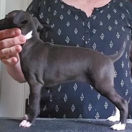 Girl 1 - Seal female Italian Greyhound puppy in Phillips, Maine from Maplewood Italian Greyhounds
