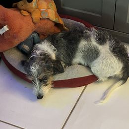 Boxer and Dachshund All Grown Up from Bella Familia Puppies