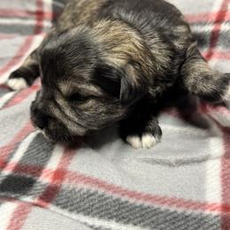 Boy 3 Salt and Pepper - Black and silver male Miniature Schnauzer puppy in Boaz, Alabama from Sweet Home Schnauzers