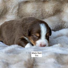 Australian Shepherd Puppies from Acheron Aussies