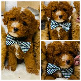 Bentley. AKC - Red  male Poodle puppy in Nixa, Missouri from Family Poodles