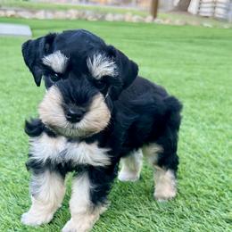 Miniature Schnauzer puppies from Chambers Schnauzers