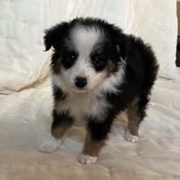 Night - Black tri Toy Australian Shepherd puppy in Boise, Idaho from Loving Little Aussies