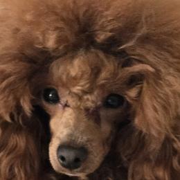Bannon - Poodle