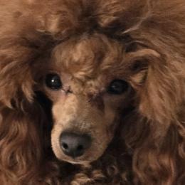 Bannon - Poodle
