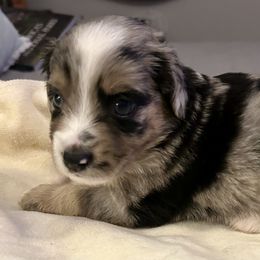 Harvest - Blue merle male Miniature Australian Shepherd puppy in Port Saint Lucie, Florida from Charlene Brannon's Mini Australian Shepherds