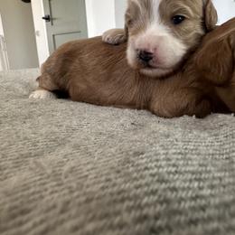 Girl 2 - Cream female Goldendoodle puppy in Glendale, Arizona from Follow Your Bliss Doodles