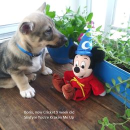 Swedish Vallhund Puppies from Skyfyre Swedish Vallhunds