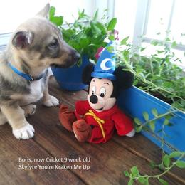 Swedish Vallhund Puppies from Skyfyre Swedish Vallhunds