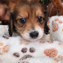 Choco - Piebald male Dachshund puppy in Temple, Texas from Wiener Works Co.