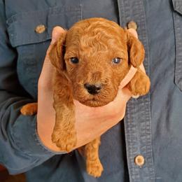 Chopper Dark Red Mini Poodle - Red  male Poodle puppy in Falcon, Missouri from Cedar House Heritage Poodles | AKC Toy & Miniature Poodle Puppies Raised in Home