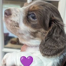 Girl 2 - Piebald Dachshund puppy in Homosassa, Florida from Foxies Doxies
