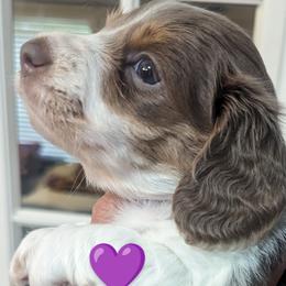 Girl 2 - Piebald Dachshund puppy in Homosassa, Florida from Foxies Doxies