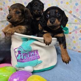 Espresso - Black and tan female Dachshund puppy in Davison, Michigan from Brimstone Hollow Dachshunds