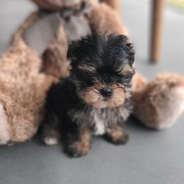 Morkie Puppies from Cristy's Morkies