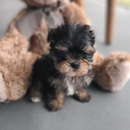 Morkie Puppies from Cristy's Morkies