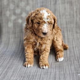 Candy Corn - Red  female Poodle puppy in Hoagland, Indiana from Kandyland Kennels