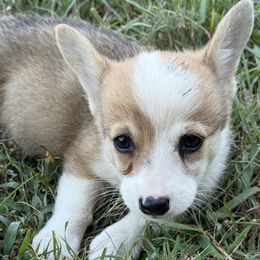Ruby - Sable female Pembroke Welsh Corgi puppy in Jenkinsburg, Georgia from Red Elephant Farms
