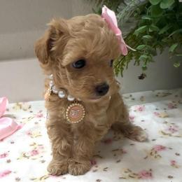 MASERATI - Apricot female Maltipoo puppy in Spring, Texas from GlamPaw Maltipoos