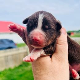 Mo - Red tri-color male Australian Shepherd puppy in Ashland, Ohio from SS Australian Shepherds