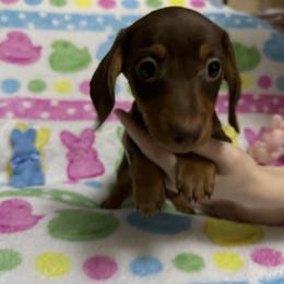 Chocolate chip - Chocolate and tan male Dachshund puppy in Canton, Texas from Bonnie and Clyde Dachshunds