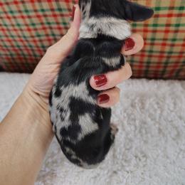 Dachshund Puppies from Witchy Woman’s Wiener’s