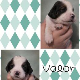 Valor - Black white and tan male English Springer Spaniel puppy in Florida from Thunderbird Springers